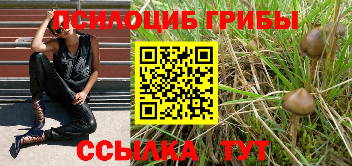Псилоцибиновые грибы Psilocybine cubensis Муром